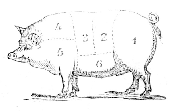 Eine Zeichnung eines Schweins mit nummerierten Markierungen, die verschiedene Fleischstücke auf seinem Körper anzeigen.
