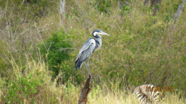 Ein Graureiher steht auf einem Baumstumpf in einer gr√∞nen Wiese, mit Bäumen im Hintergrund und Text auf der rechten Seite des Bildes.