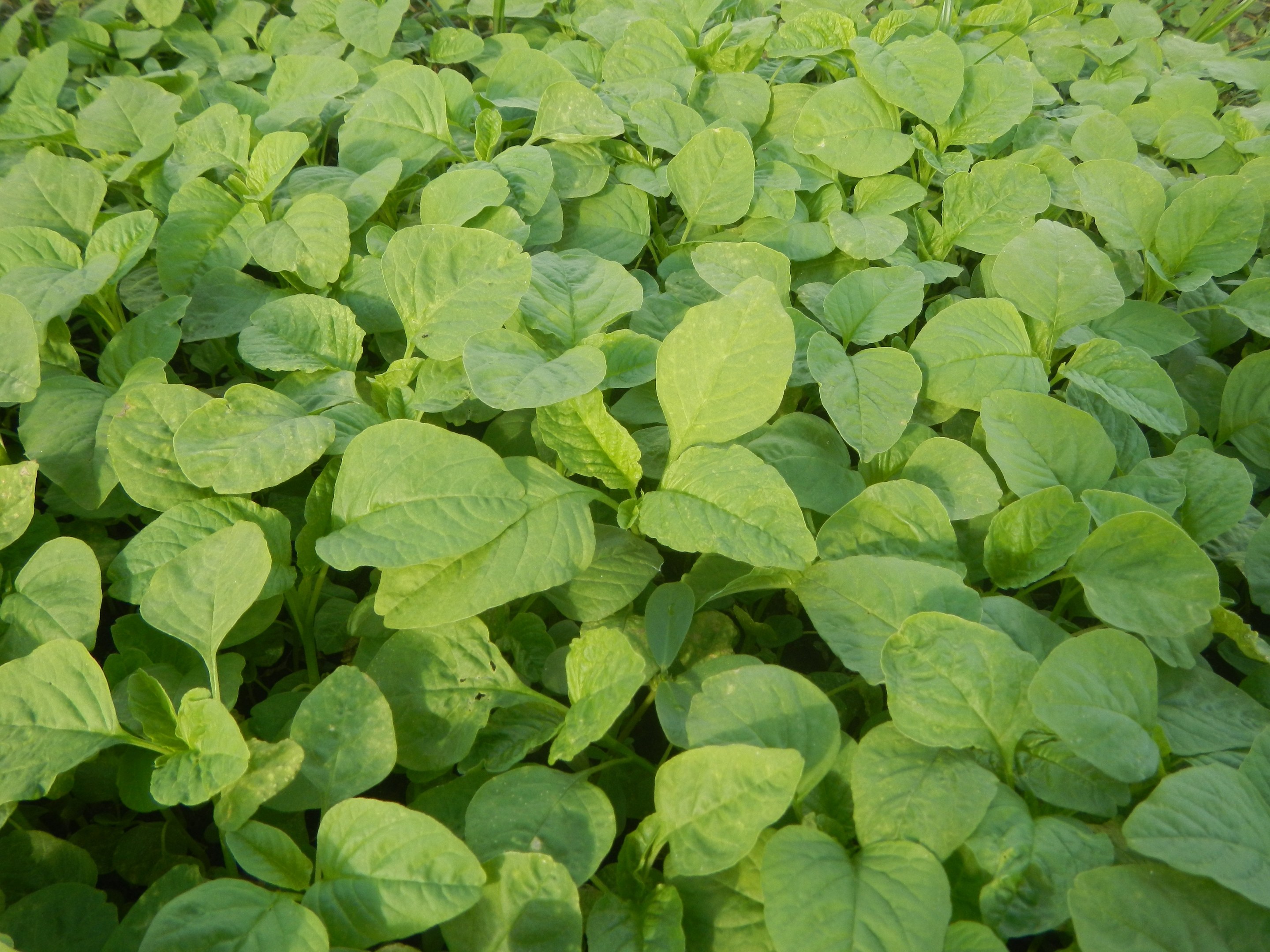 Grüne Sojabohnenpflanzen mit leuchtenden Blättern, die in einem Feld gegen einen blauen Himmel wachsen.