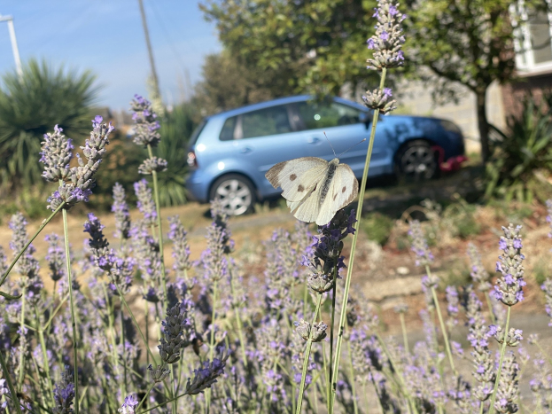 Ein blauer Wagen, der vor einem Lavendelfeld mit einer weißen Schmetterling auf einer Blume, Bäumen und einem Gebäude im Hintergrund geparkt ist.
