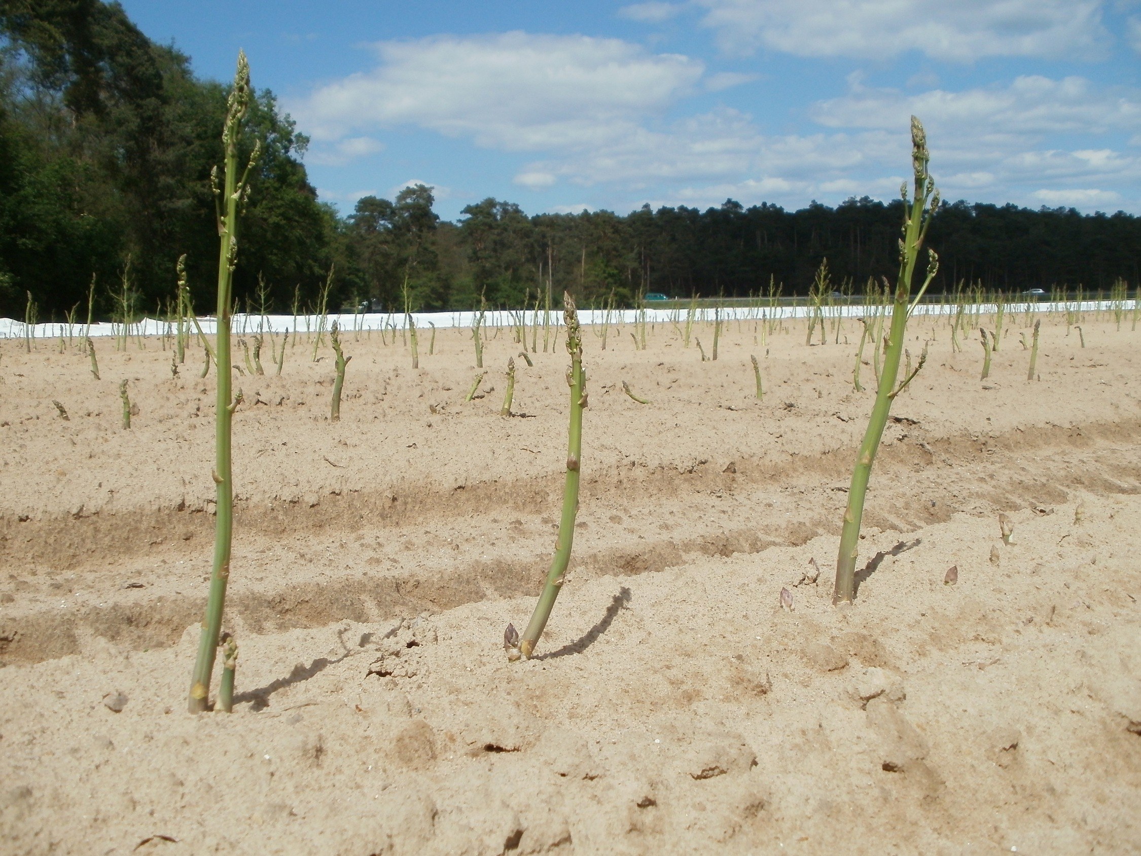 Asparagusfeld mit Sand und Bäumen im Hintergrund und einem klaren blauen Himmel.