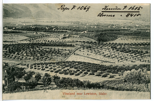 Schwarz-weiß-Foto eines Weinbergs in der Nähe von Lewiston, Idaho, mit Bäumen, Häusern und Bergen im Hintergrund und Text unten.