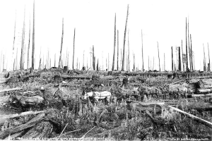 Ein Schwarz-Weiß-Foto eines Waldes mit Pferden im Vordergrund, umgeben von Gras und Holzstämmen, und Text unten, der '1930 Skia Waldholzvollzug mit Pferden' lautet.