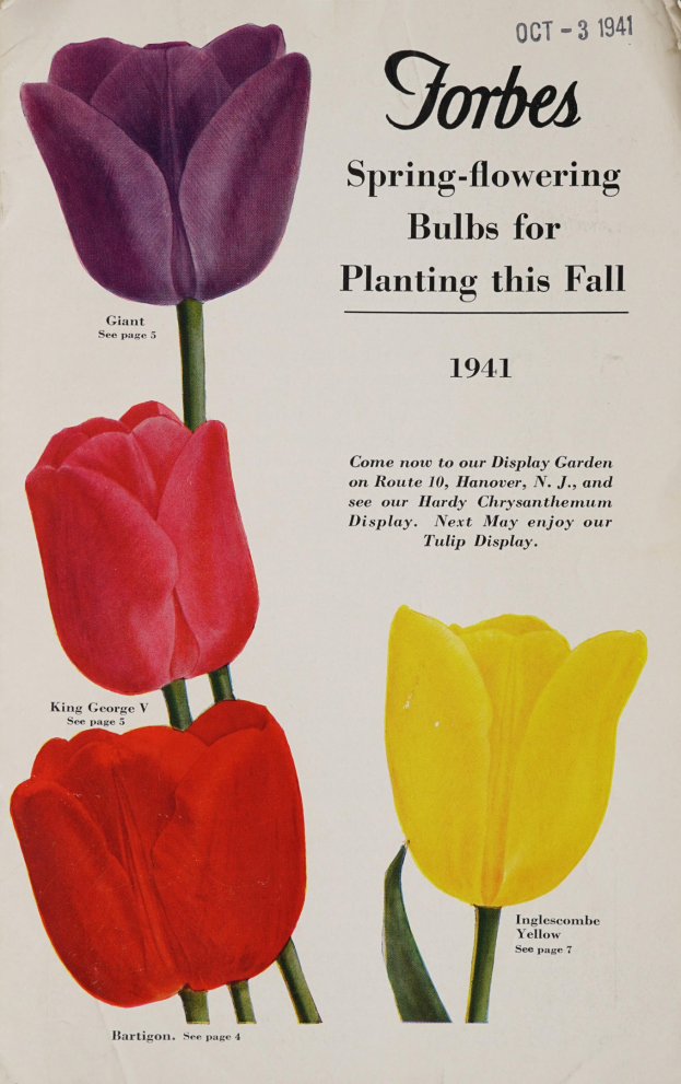 Plakat mit drei Tulpen in rot, gelb und lila symmetrisch auf einem weißen Hintergrund angeordnet, mit der Aufschrift "Forbes Frühlingsblüher für die Pflanzung im Herbst 1941" darüber.