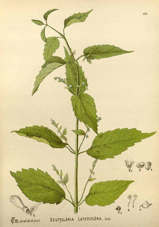 A faded botanical illustration of Scutellaria lateriflora with green leaves and flowers, alongside related text and images on aged paper.