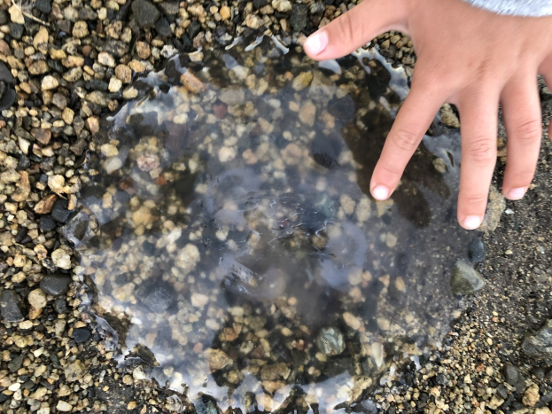 Die Hand eines Kindes, das aus einer Wasserlache auf einem steinigen Boden herausragt.