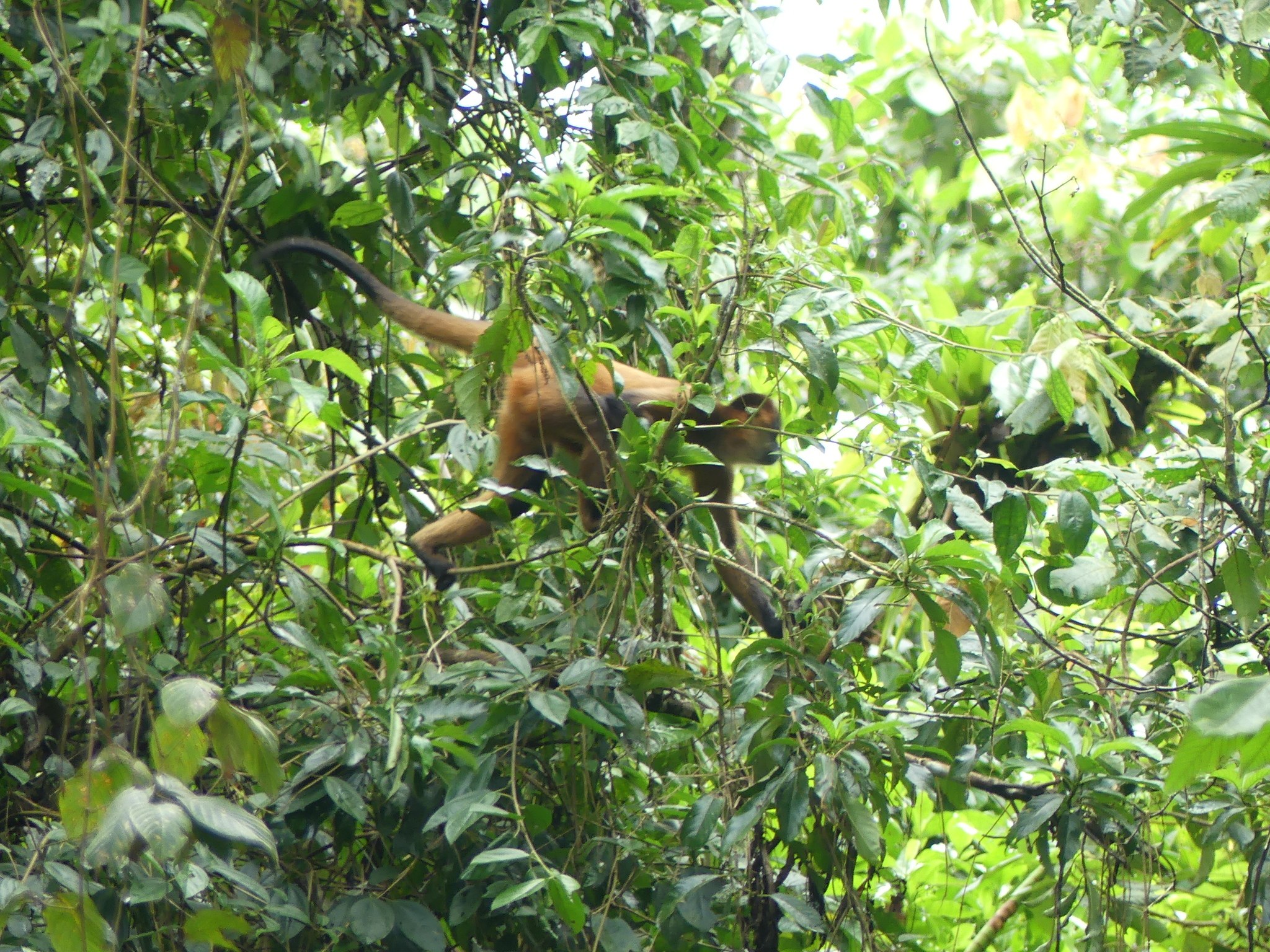Ein Spinnenaffe mit braunem Fell, langer Schwanz und wacher Miene auf einem Baum sitzend umgeben von grünem Laub in Costa Rica.