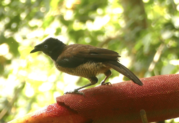 A New World chat perched on a red glove with a blurred background.