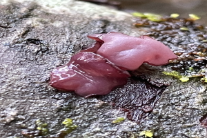 Nahaufnahme eines pinken Judenohrs, das auf einem Felsen wächst, mit einem unscharfen Hintergrund.
