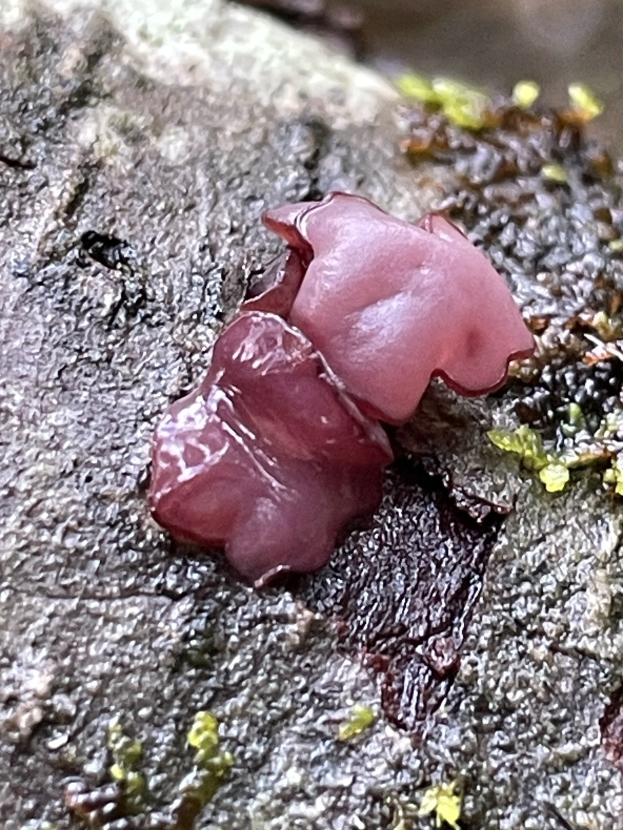 Nahaufnahme eines pinken Judenohrs, das auf einem Felsen wächst, mit einem unscharfen Hintergrund.
