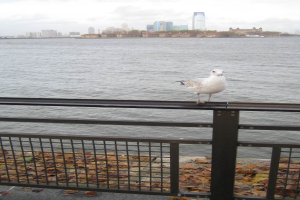 Ein Zaun verläuft entlang des Ufers eines Gewässers, mit trockenen Blättern auf dem Boden, Bäumen im Hintergrund, einem Vogel am Himmel und einem klaren Himmel.