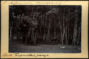 Schwarz-weiß-Foto einer Herde Kühe, die zwischen Bäumen grasen, mit Text unten.