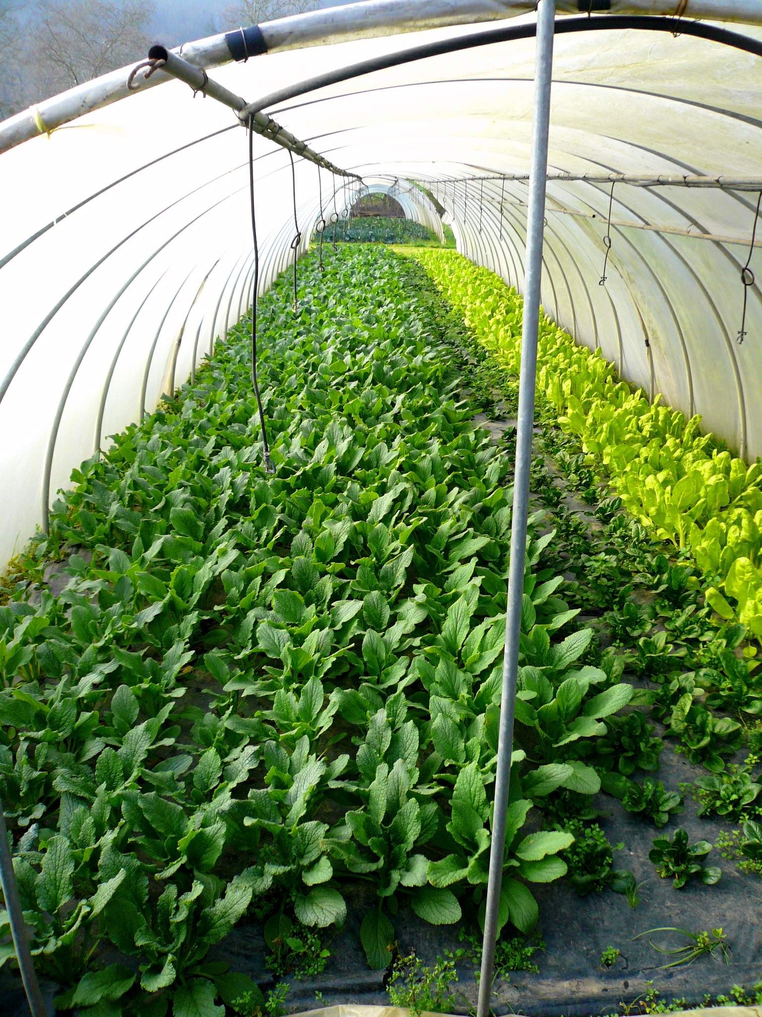 Gewächshaus voller grüner Pflanzen, ein Schuppen oben und Bäume im Hintergrund.