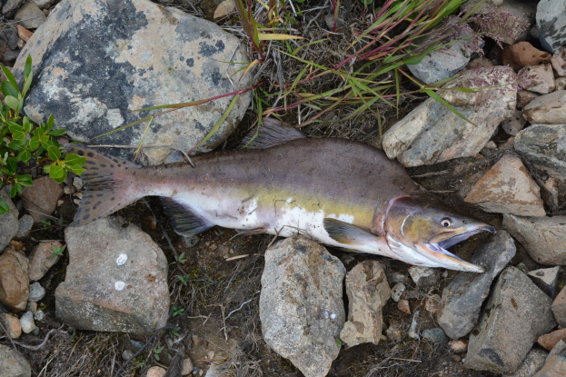 1.5 Millionen Fische unter einem Dach: Riesige Lachsfarm am Walensee geplant