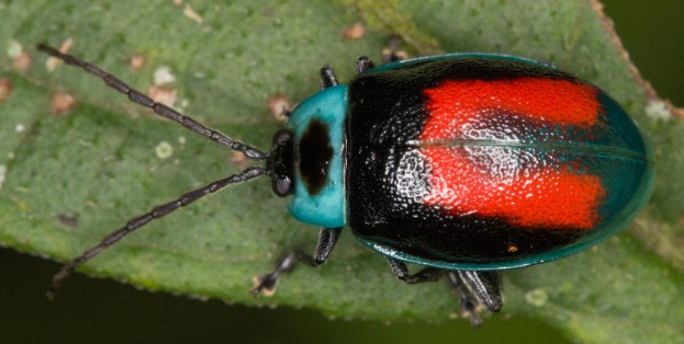Blattkäfer auf einem Blatt.
