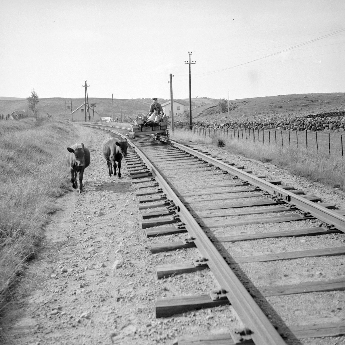 Schwarzes und weißes Foto von zwei Kühen, die auf den Eisenbahnschienen laufen, mit einer Person auf einem Fahrzeug im Vordergrund, Gras und einem Zaun auf beiden Seiten der Schienen und Häusern, Bäumen, Pfählen und dem Himmel im Hintergrund.