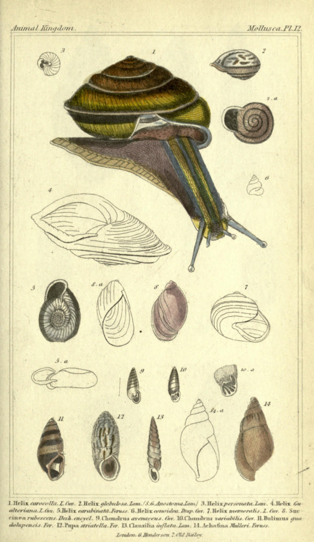 Ein Buch mit einer Illustration einer Schnecke, umgeben von verschiedenen Muscheln, mit begleitendem Text.