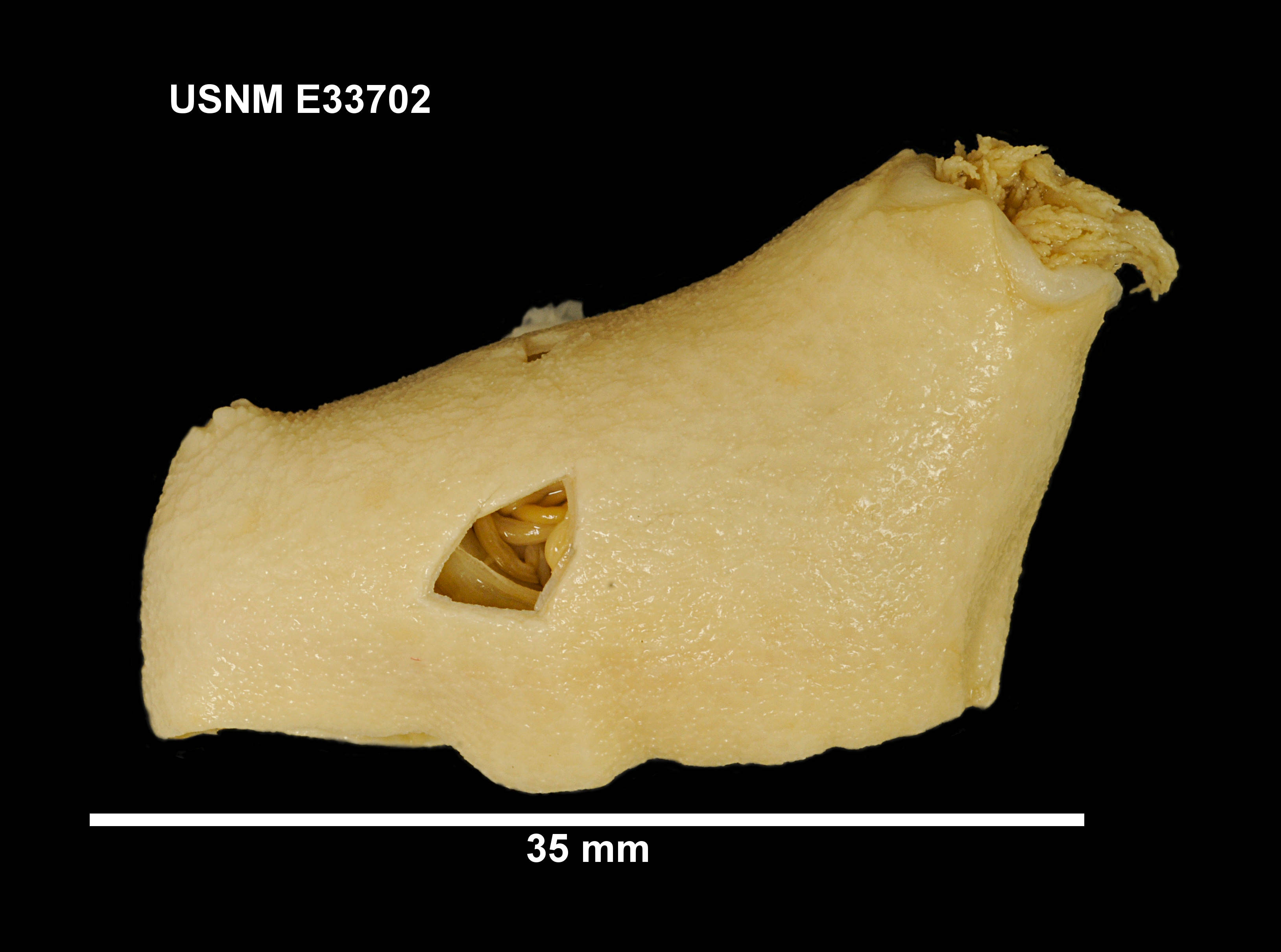 Eine Nahaufnahme eines Knochenfragments mit einem Loch, wahrscheinlich ein Band, mit beschreibendem Text oben und unten, der seine Größe, Form und Textur beschreibt.