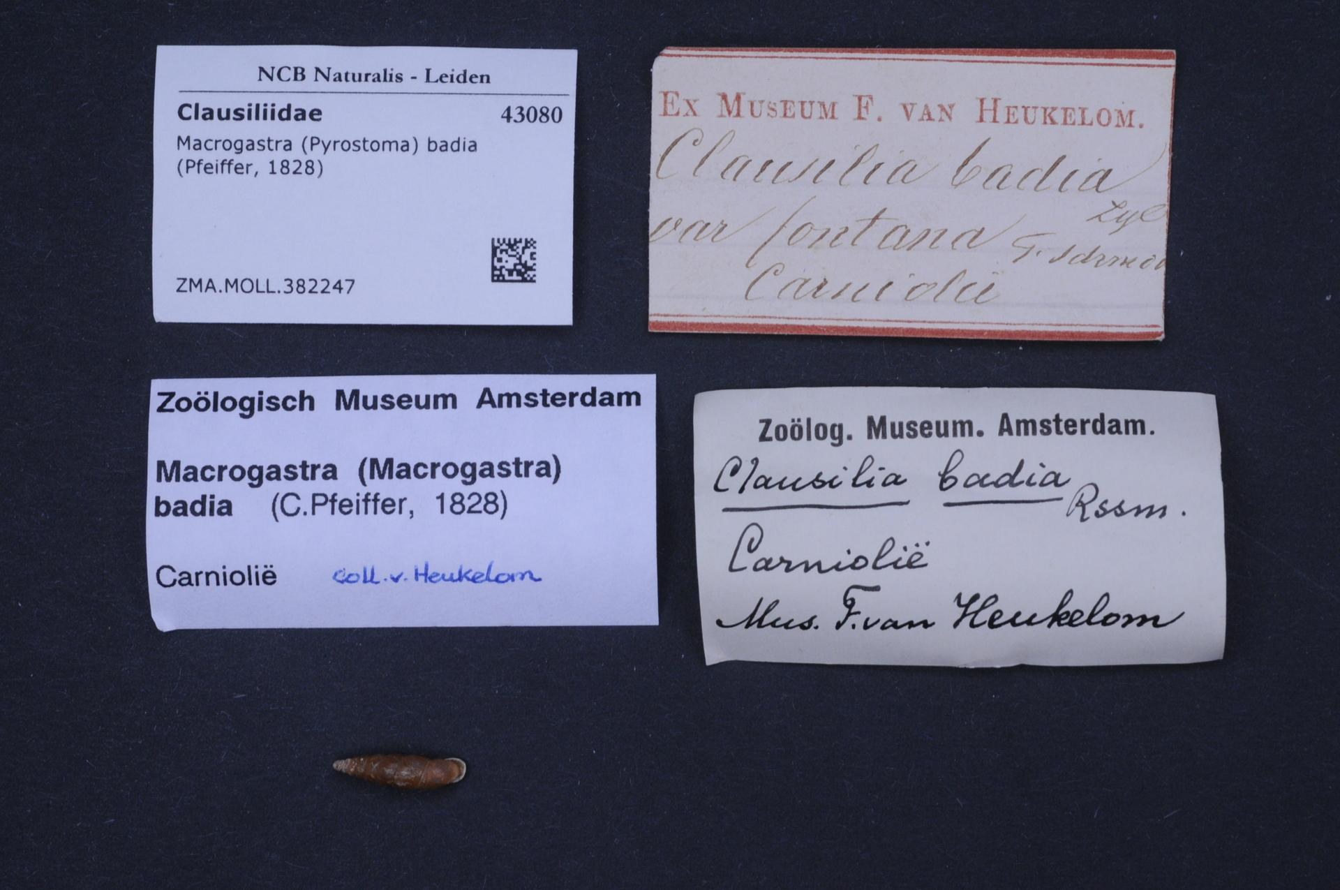 Drei Geschäftskarten vom Zoologisch Museum Amsterdam auf einem Tisch.