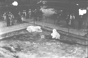 Zwei Eisbären in einem Zoogehege, umgeben von einem Metallzaun und einer Gruppe von Menschen, dargestellt in Schwarz-Weiß.