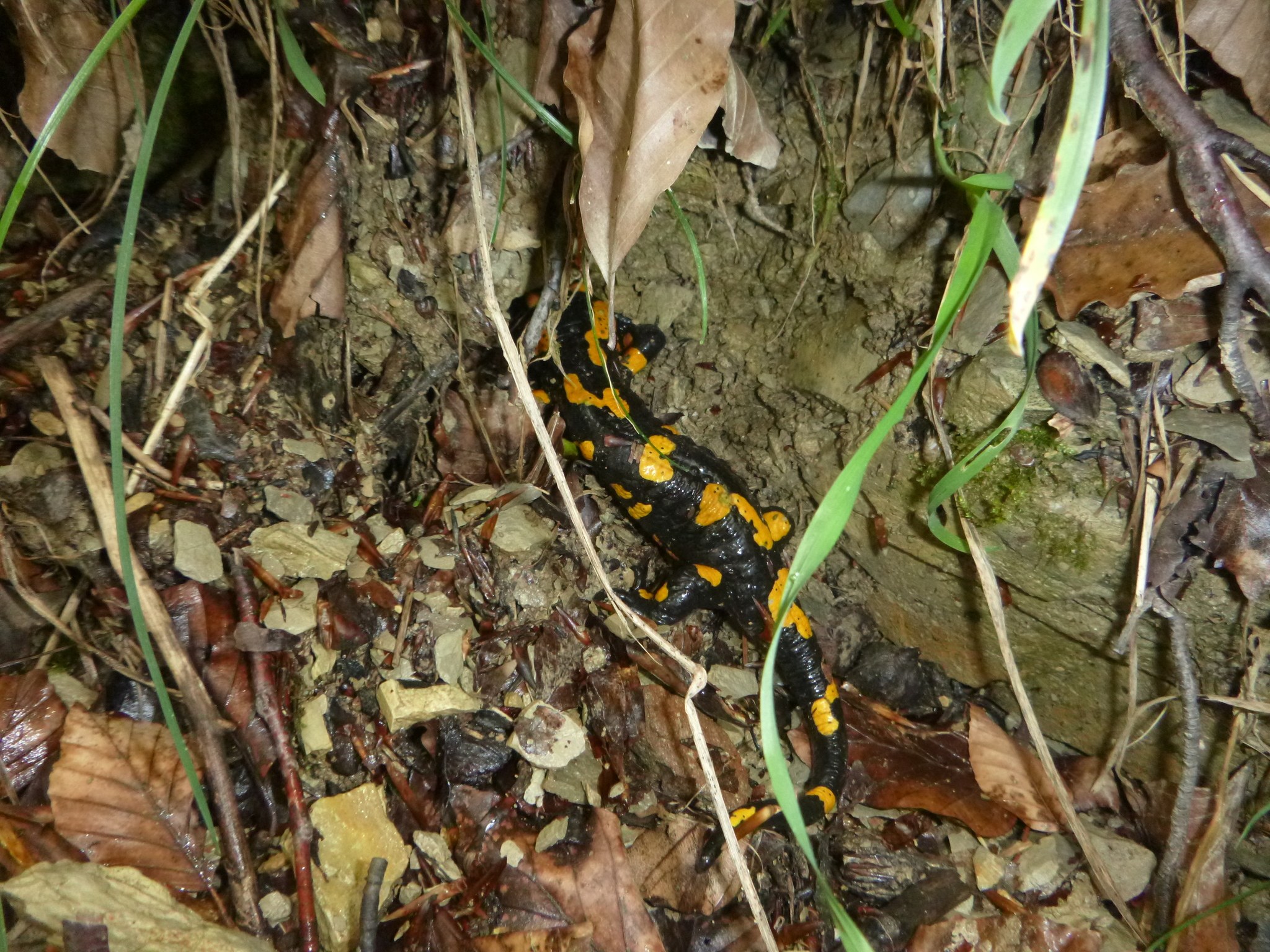 Europäischer Feuersalamander auf Waldboden sitzend zwischen trockenen Blättern und Zweigen.