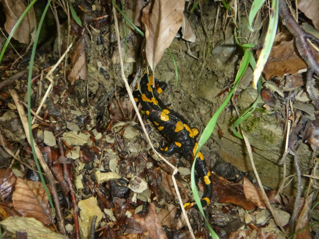 Europäischer Feuersalamander auf Waldboden sitzend zwischen trockenen Blättern und Zweigen.