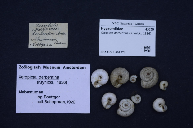 A trilobite fossil on a black surface next to a labeled information sheet with a barcode.